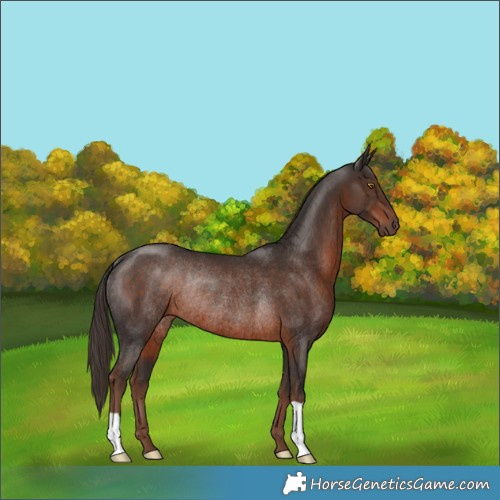 Horse Color:Liver Chestnut Rabicano 