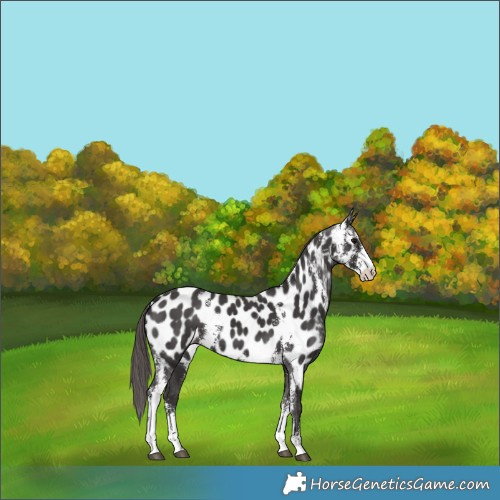 Horse Color:Smoky Black Sabino Appaloosa 