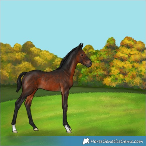 Horse Color:Gray Brown Rabicano 