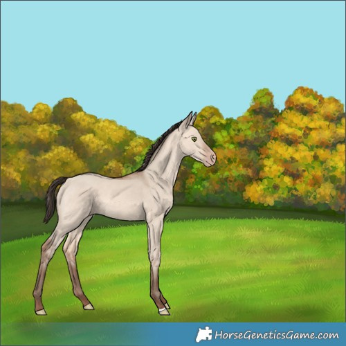 Horse Color:Amber Champagne Dun 