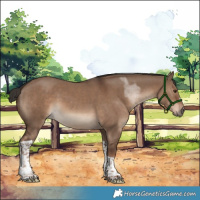 Horse Color:Liver Red Dun Tobiano