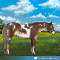 Horse Color:White Spotted Liver Chestnut Tobiano 