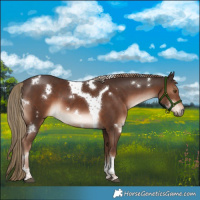 Horse Color:White Spotted Liver Chestnut Tobiano 