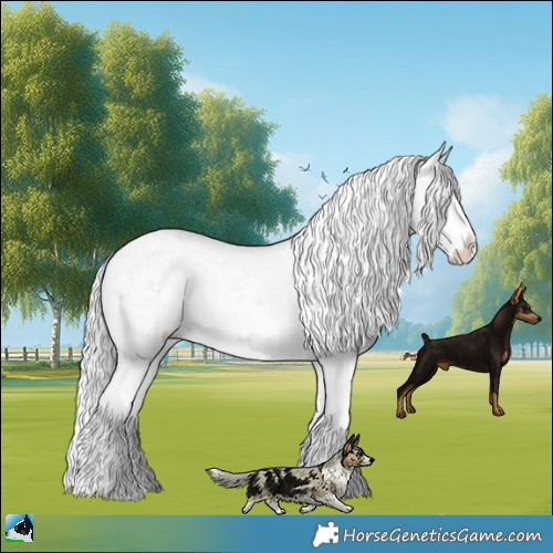 Horse Color:Silver Black Chinchilla Sabino Rabicano 