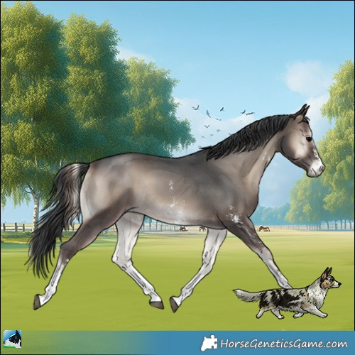 Horse Color:Blue Onyx Sabino Rabicano 