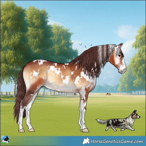 Horse Color:White Spotted Chocolate Brown Onyx 