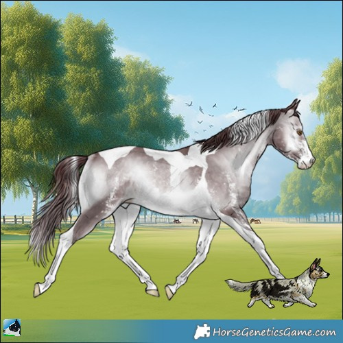 Horse Color:Chocolate Brown Chinchilla Onyx Sabino Tobiano Rabicano