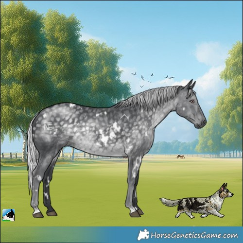 Horse Color:White Spotted Silver Black Chinchilla Rabicano 