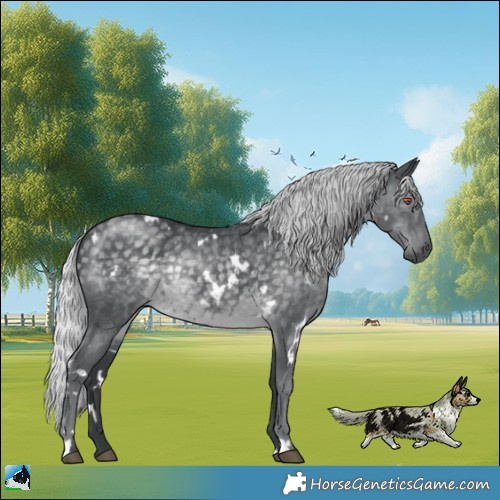 Horse Color:White Spotted Silver Black Chinchilla Rabicano
