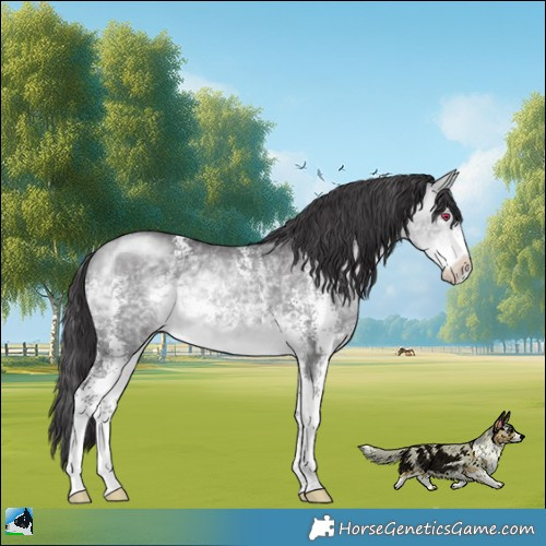 Horse Color:Buckskin Chinchilla Sabino Rabicano