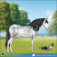 Horse Color:Buckskin Chinchilla Sabino Rabicano