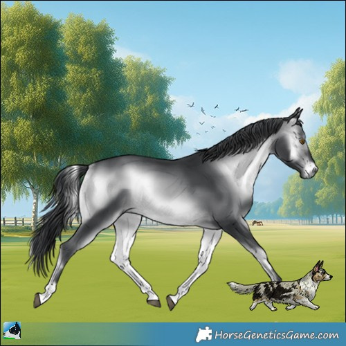 Horse Color:Brown Chinchilla Onyx Rabicano 