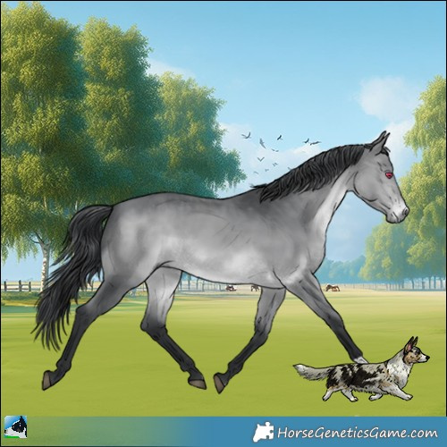 Horse Color:Brown Chinchilla 