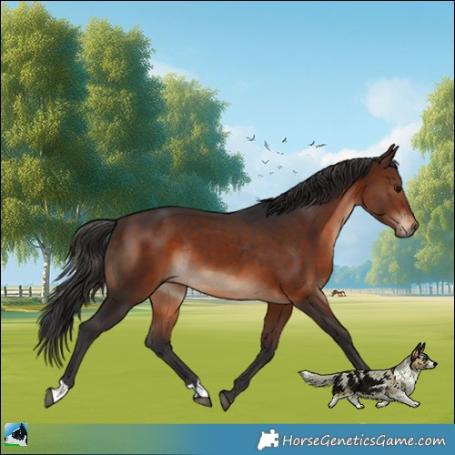Horse Color:Brown Rabicano 