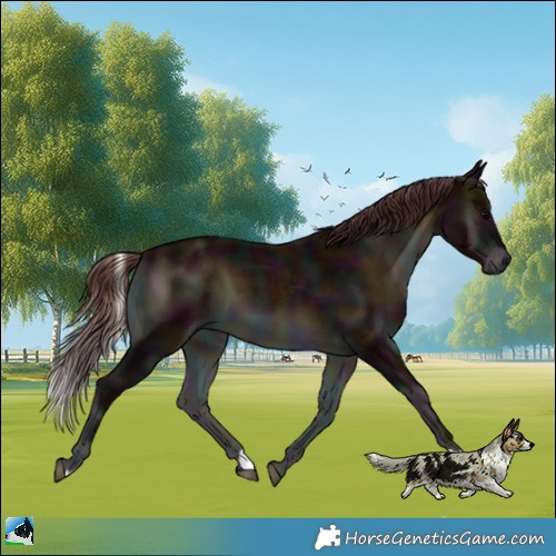 Horse Color:Midnight Chocolate Brown Onyx