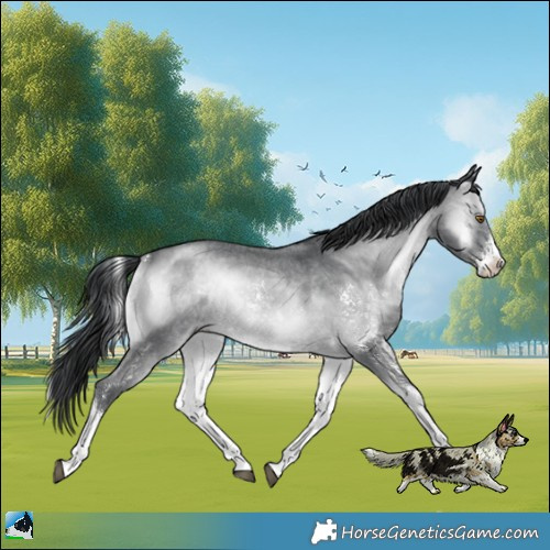 Horse Color:Brown Chinchilla Onyx Sabino Rabicano