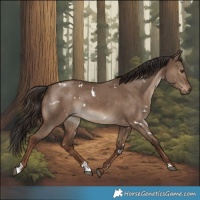 Horse Color:White Spotted Liver Red Dun