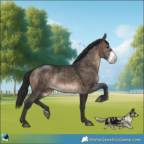Horse Color:Brown Dun Sabino Brindle
