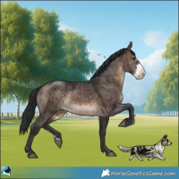 Horse Color:Brown Dun Sabino Brindle 
