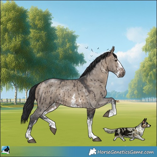 Horse Color:Brown Dun Sabino Rabicano Brindle 