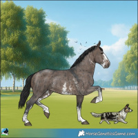 Horse Color:Brown Dun Sabino Rabicano Brindle 