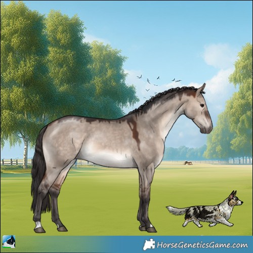 Horse Color:Brown Dun Mushroom Rabicano 