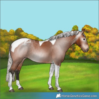 Horse Color:Gray Silver Bay Tobiano Blanket Rabicano 