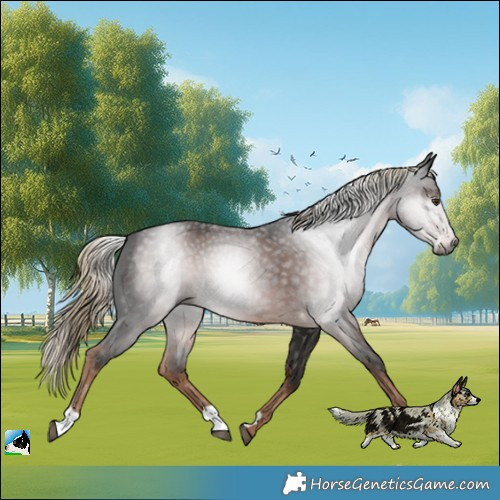 Horse Color:Gray Liver Chestnut