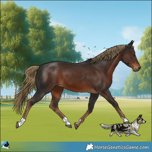 Horse Color:Gray Liver Chestnut