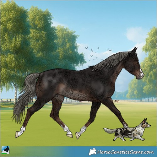 Horse Color:Liver Chestnut Ice Mushroom Rabicano