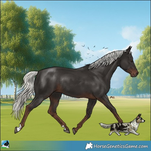 Horse Color:Liver Chestnut Mushroom Rabicano
