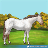 Horse Color:Red Dun Roan Tobiano Blanket Rabicano
