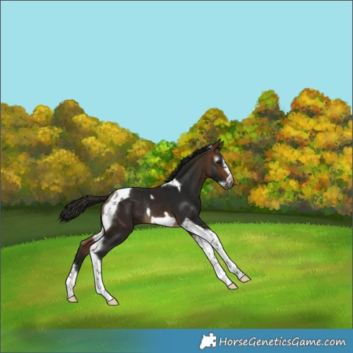 Horse Color:Gray Buckskin Tobiano Frame Rabicano 