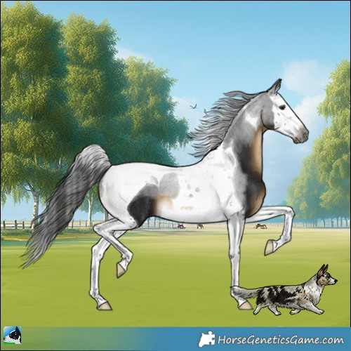 Horse Color:Gray White Spotted Buckskin Splash Tobiano Rabicano 