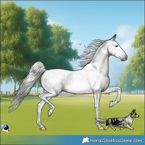 Horse Color:Gray White Spotted Buckskin Splash Tobiano Rabicano 