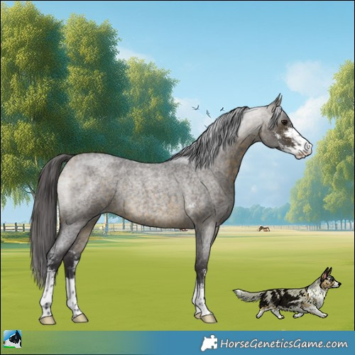 Horse Color:Buckskin Roan Sabino Rabicano 