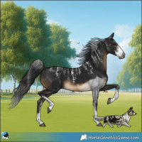 Horse Color:Powder White Gray Buckskin Sabino 