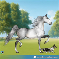 Horse Color:Powder White Gray Buckskin Sabino 