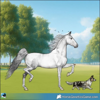 Horse Color:Powder White Gray Brown Mushroom Tobiano 
