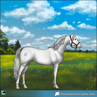 Horse Color:Powder White Gray Brown Mushroom Tobiano 