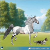 Horse Color:Powder White Gray Brown Mushroom Tobiano 