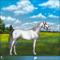 Horse Color:Powder White Gray Brown Mushroom Tobiano