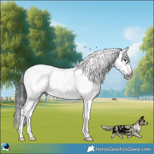 Horse Color:Unknown 