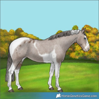 Horse Color:Liver Red Dun Splash Tobiano Varnish Rabicano