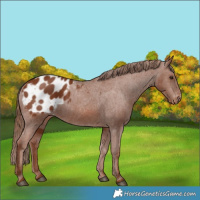 Horse Color:Chestnut Blanket Rabicano