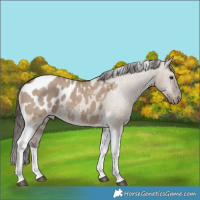 Horse Color:Liver Red Dun Tobiano Appaloosa Rabicano