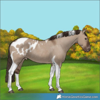 Horse Color:Liver Red Dun Tobiano Appaloosa Rabicano