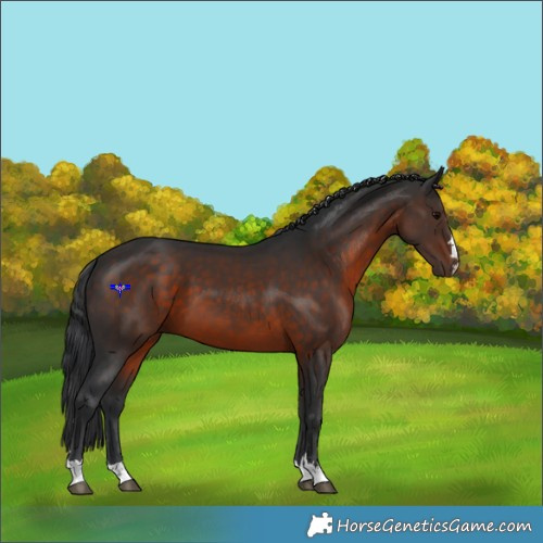 Horse Color:Brown 