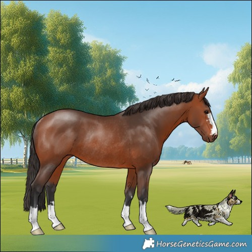 Horse Color:Bay Rabicano 