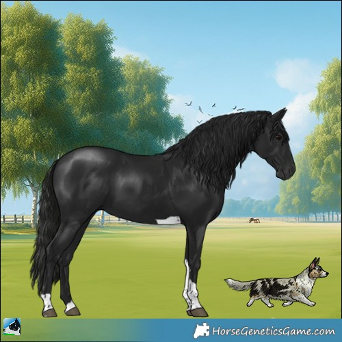 Horse Color:Gray Black Tobiano Rabicano